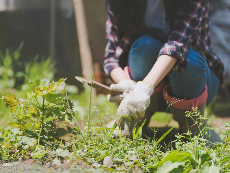 ざつそうくん無限人の画像